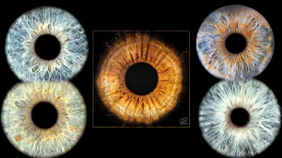 Photographie d'iris - Niort / Villiers-en-Plaine