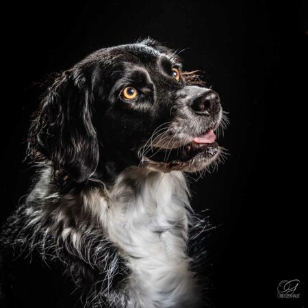 Photographier son chien en studio : une séance test près de Niort