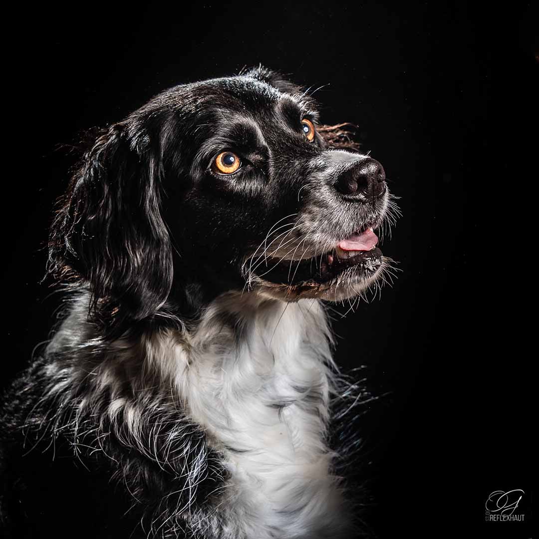 Portrait de chien réalisé en studio près de Niort