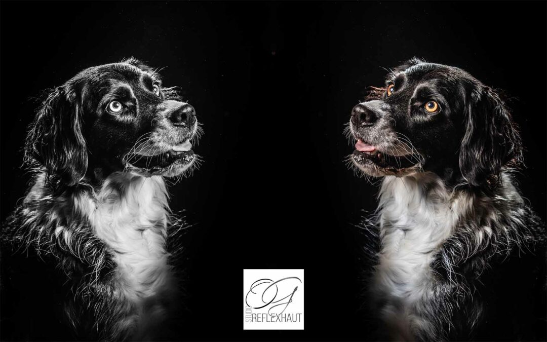 Chien photographié seul au Studio REFLEXHAUT - Niort - Deux-Sèvres